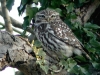 Little Owl 1