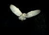 Barn Owl flying in dark