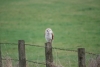 Barn Owl on post 1