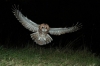 Tawny Owl in flight