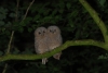 Tawny Owl fledgelings