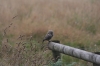 Little Owl juvenile