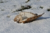 Barn Owl dead in snow