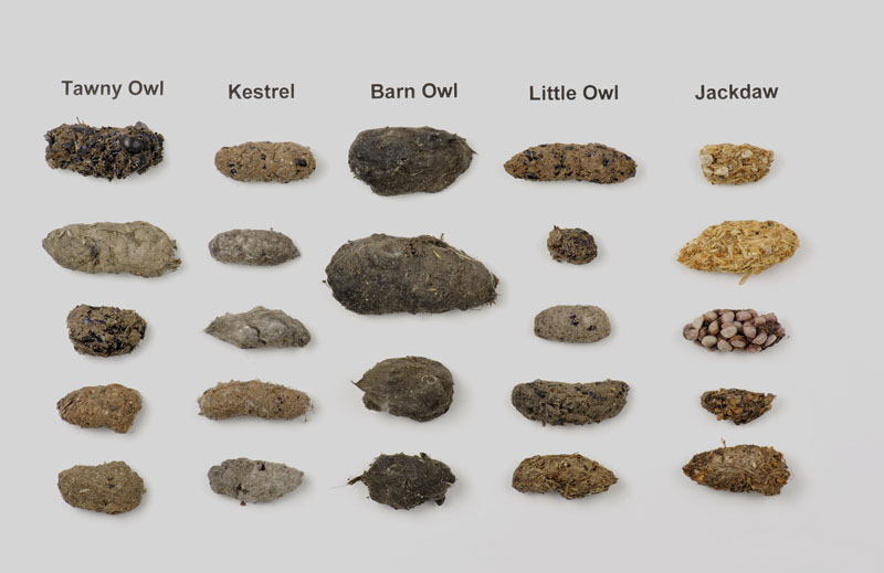What are owl pellets?  All About Birds All About Birds