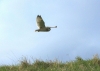 Short-eared Owl in flight