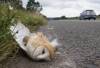 Road casualty Barn Owl