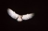 Barn Owl in flight 7